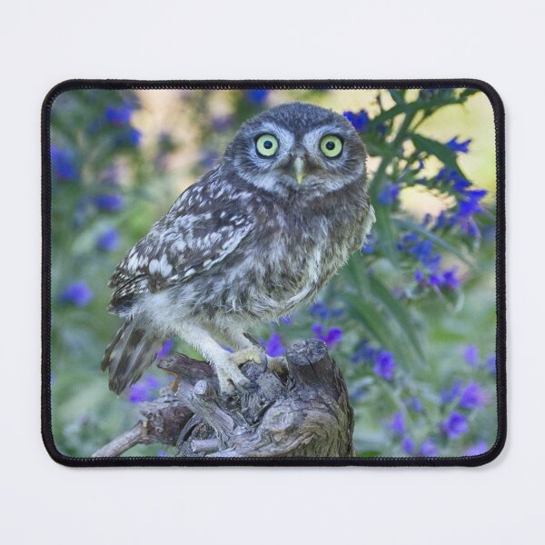 Item preview, Athene noctua designed and sold by Mythos57.