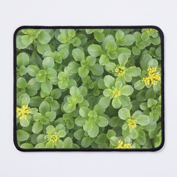 Item preview, Sedum in June designed and sold by Sarah Aubry.