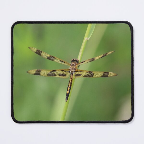 Item preview, Dragonfly Beauty designed and sold by LisaNaturePhoto.