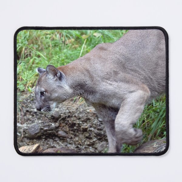 Artikelvorschau, Puma concolor entworfen und verkauft von Mythos57.