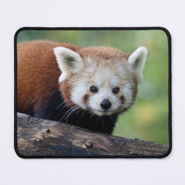 Item preview, Ailurus fulgens designed and sold by Mythos57.