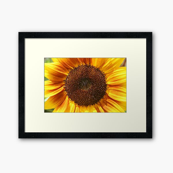 Item preview, Sunflower Closeup designed and sold by Heather Caye.
