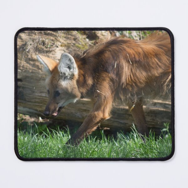 Item preview, Chrysocyon brachyurus designed and sold by Mythos57.
