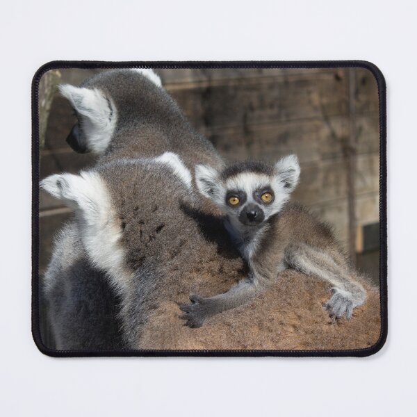 Item preview, Ring-Tailed Lemur Baby designed and sold by Mythos57.