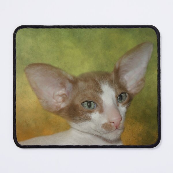 Item preview, Sweet Oriental Shorthair Kitten designed and sold by Elisabeth Lucas.