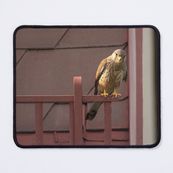 Item preview, Falco tinnunculus designed and sold by Mythos57.
