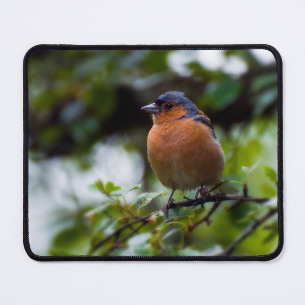Item preview, Chaffinch designed and sold by JeanKellyPhoto.