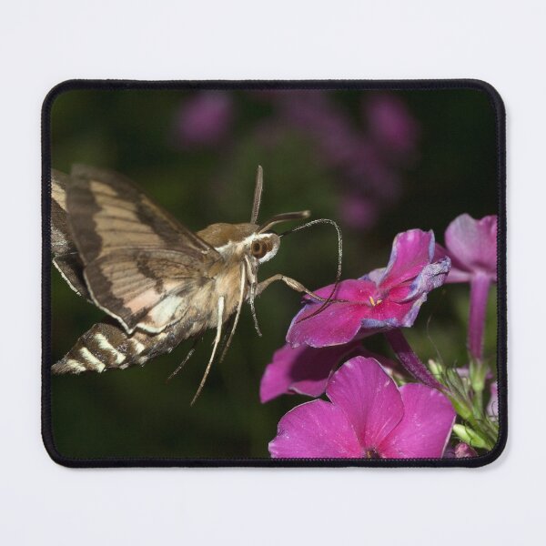 Item preview, Hyles gallii  designed and sold by Mythos57.