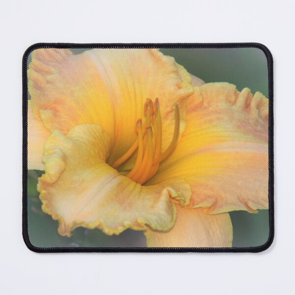 Item preview, Day lily in shimmer designed and sold by B. Randi Bailey.
