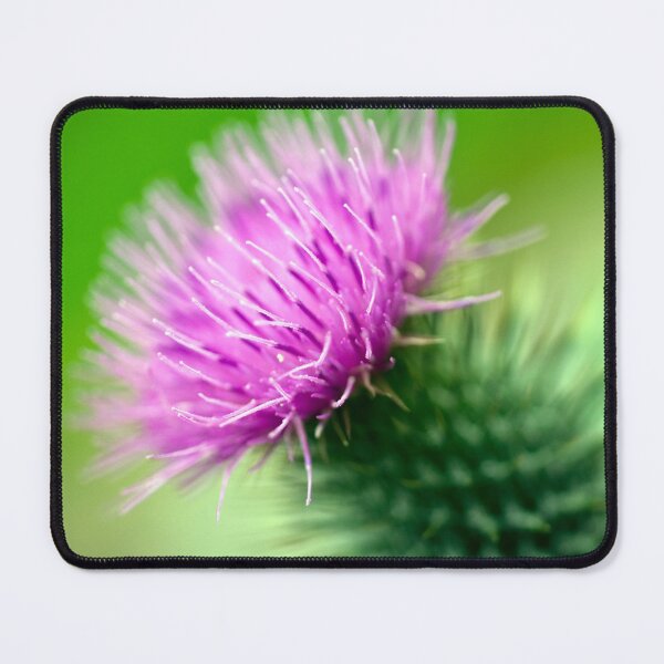 Item preview, Thistle designed and sold by JeanKellyPhoto.