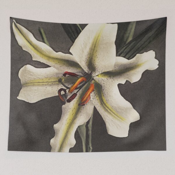 Item preview, Retro Japanese Flower Lily (1896) by Kazumasa Ogawa designed and sold by Designedbysm.