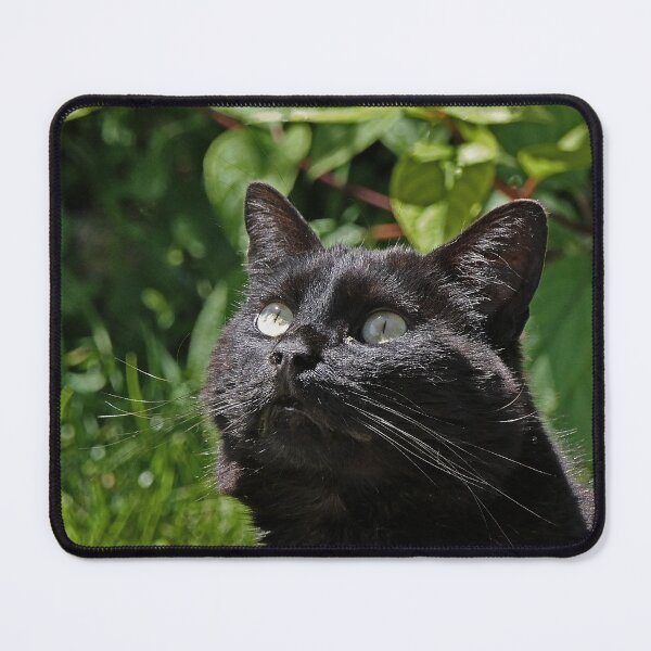 Item preview, r 2531/  8  Chat-Cat  " Le Tictac " Attentif "  finition 2020 par Okaio Créations - Olavia&Olao  designed and sold by o.okaïo.