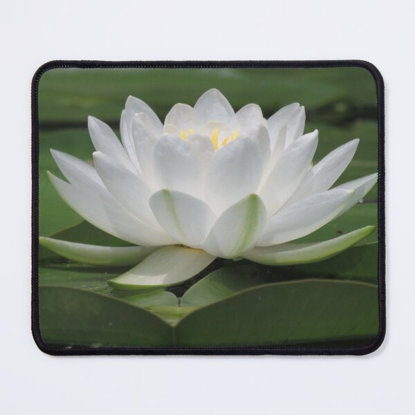 Item preview, White Water Lily designed and sold by Sam Morrison.
