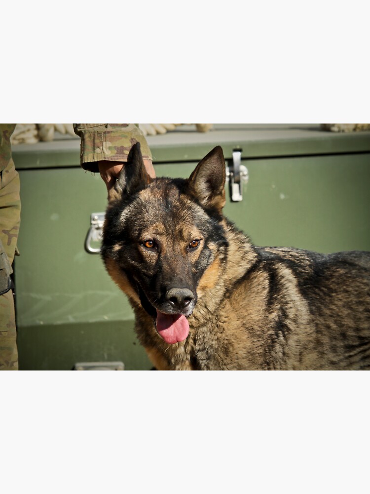 Air Force Military Working Dog