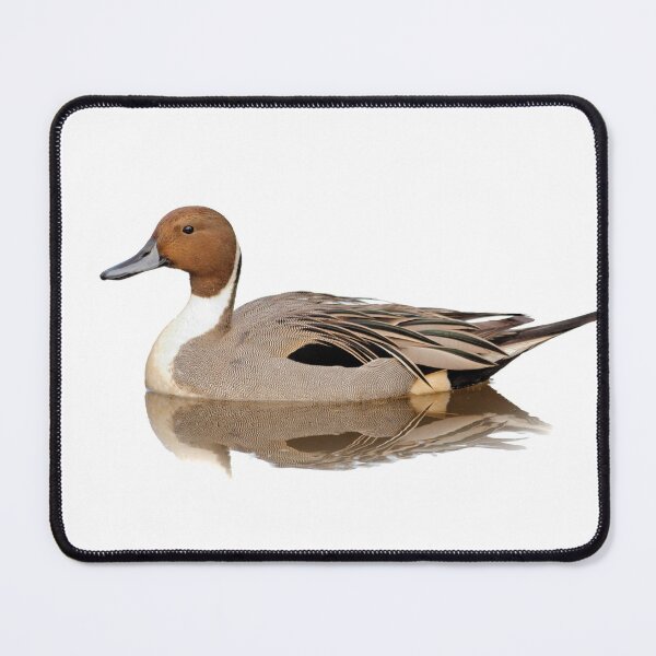 Item preview, Reflections of a Northern Pintail Duck designed and sold by walkswithnature.
