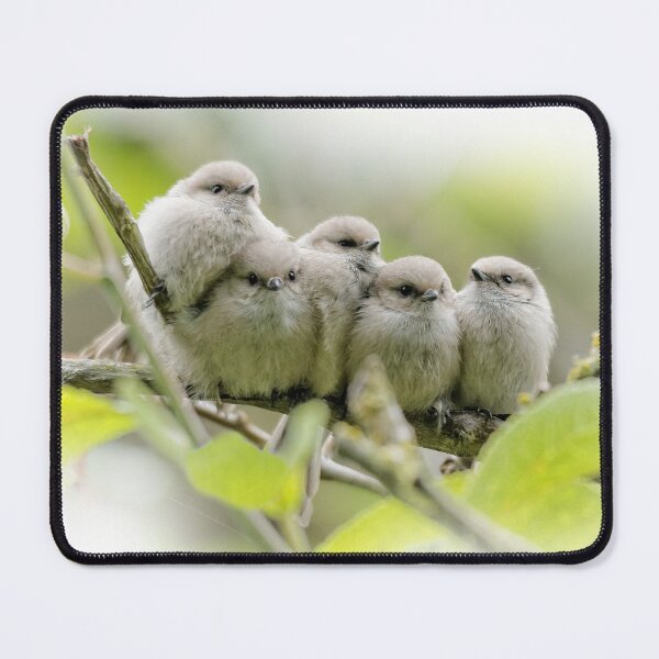 Item preview, Heartwarming Family Portrait: Five Bushtit Songbird Brothers designed and sold by walkswithnature.