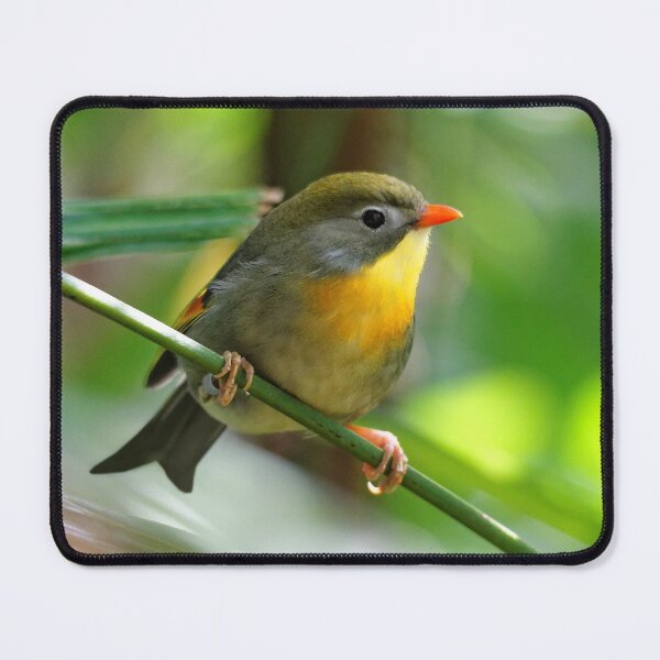 Item preview, Close Encounter with a Male Pekin Robin designed and sold by walkswithnature.