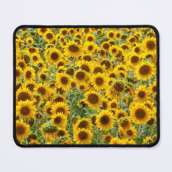 Item preview, Sunflower Field Canvas Art, © DAM Creative, designed and sold by DAM Creative ⭐⭐⭐⭐⭐.