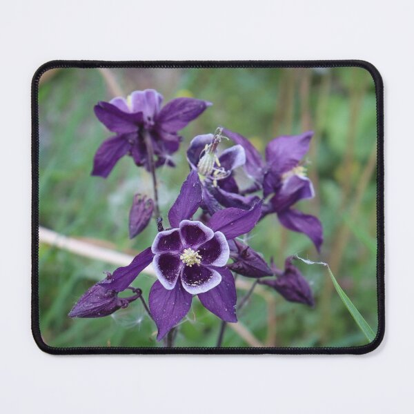 Artikelvorschau, Eine Nahaufnahme einer violetten Aquilegia-Blume auf einem Stiel auf verschwommenem grünem Grashintergrund entworfen und verkauft von InnaEvans.