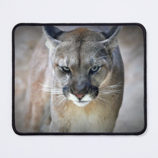 Item preview, Cougar  designed and sold by Savannah Gibbs.