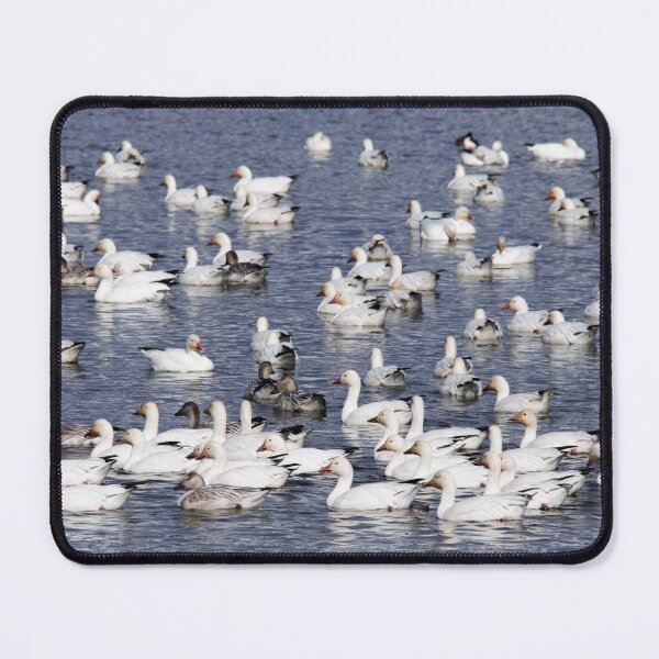 Item preview, A Flock of Snow Geese at the Beach designed and sold by walkswithnature.