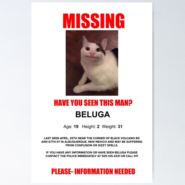 beluga the cat died is fake｜TikTok Search
