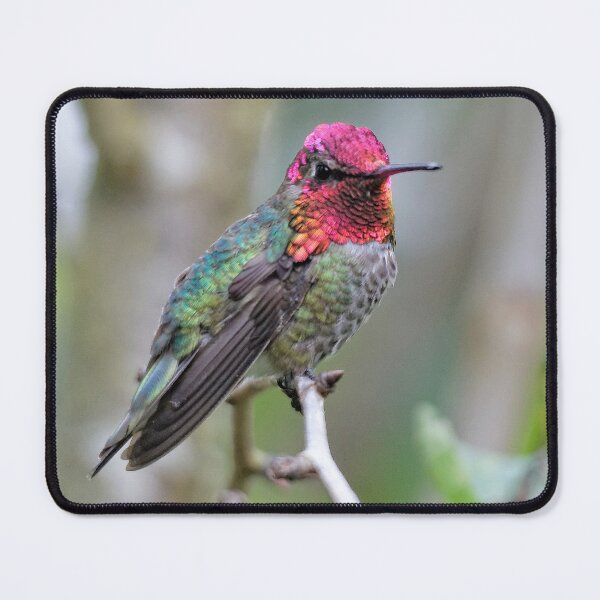 Item preview, Adult Male Anna's Hummingbird in the Plum Tree designed and sold by walkswithnature.