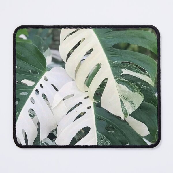 Item preview, Variegated Monstera Albo Borsigiana, Half Moon Leaves designed and sold by IMPHives.