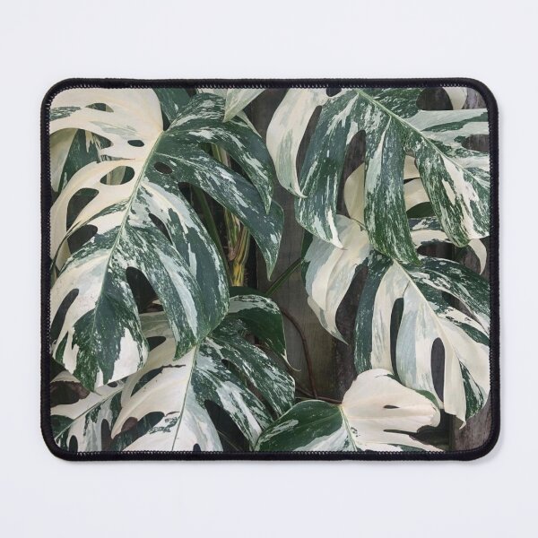 Item preview, Variegated Monstera Albo Borsigiana Leaves designed and sold by IMPHives.