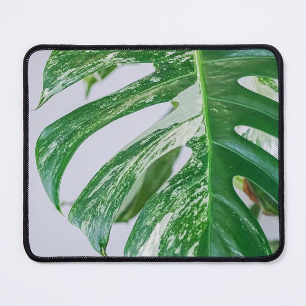 Item preview, Variegated Monstera designed and sold by IMPHives.