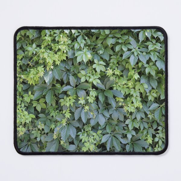 Item preview, Photo background with rich thick growth of Virginia Creeper Ivy leaves with interwoven vines of assorted shades of green   designed and sold by InnaEvans.