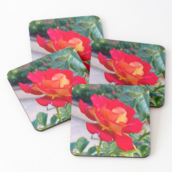 Item preview, Single Red and Orange Rose Blooming designed and sold by Outside365.