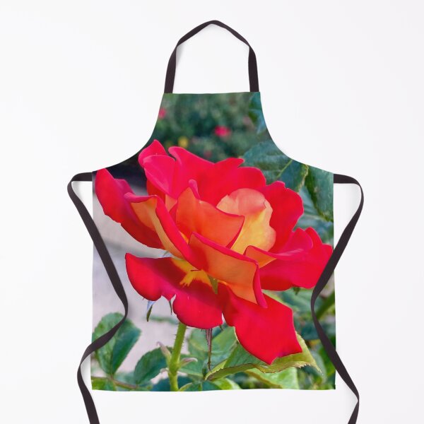 Item preview, Single Red and Orange Rose Blooming designed and sold by Outside365.