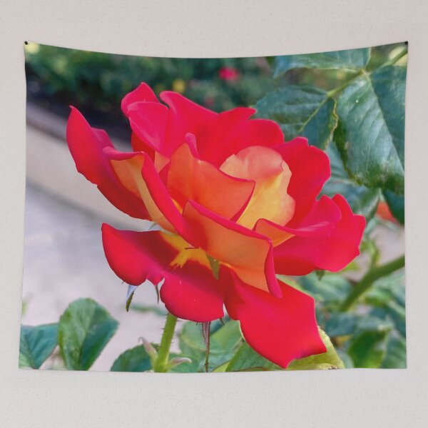 Item preview, Single Red and Orange Rose Blooming designed and sold by Outside365.
