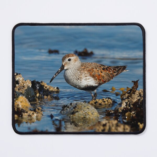 Item preview, A Solitary Dunlin at the Jetty designed and sold by walkswithnature.