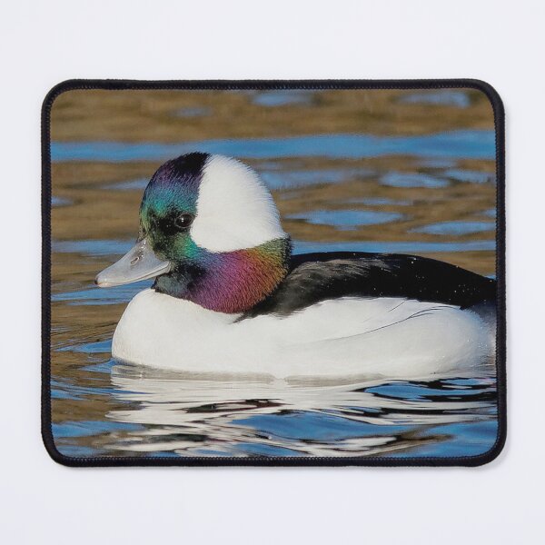 Item preview, Male Bufflehead Duck at the Pond designed and sold by walkswithnature.