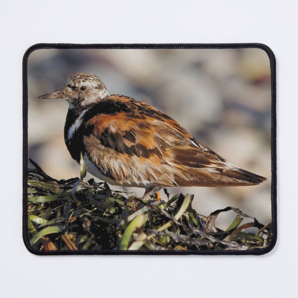 Item preview, Ruddy Turnstone at the Beach designed and sold by walkswithnature.
