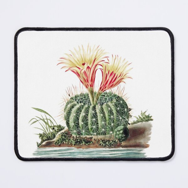 Item preview, Sun Cup Cactus (Echinocactus Concinnus) from Iconographie descriptive des cactées designed and sold by two peas in a pod.
