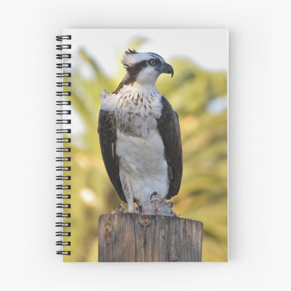 Item preview, Osprey with fish designed and sold by SDym Photography.
