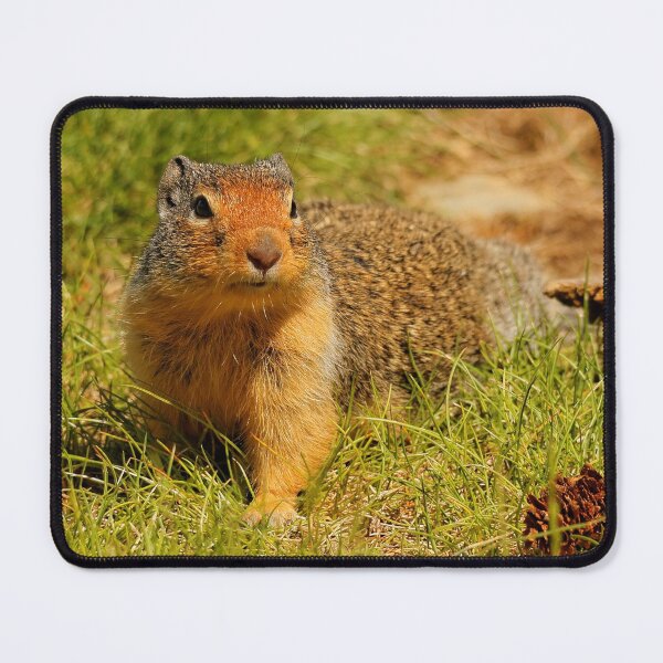 Item preview, A Hopeful Columbian Ground Squirrel designed and sold by walkswithnature.