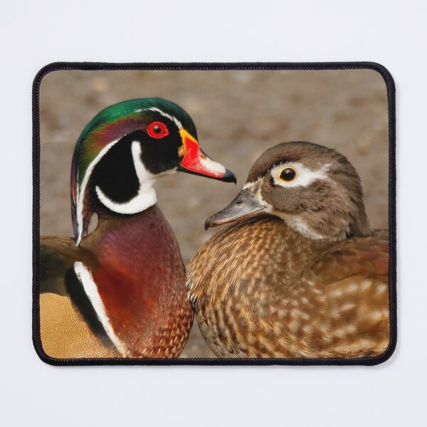 Item preview, A Touching Moment Between Wood Ducks designed and sold by walkswithnature.