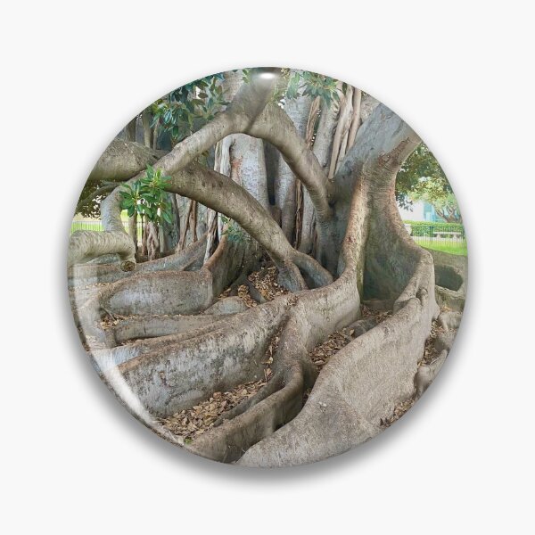Item preview, Balboa Park Morton Bay Fig Tree San Diego designed and sold by Outside365.