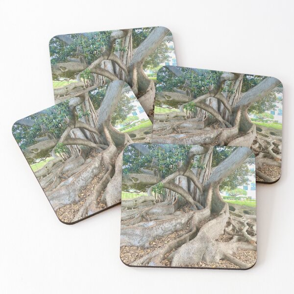 Item preview, Balboa Park Morton Bay Fig Tree San Diego designed and sold by Outside365.