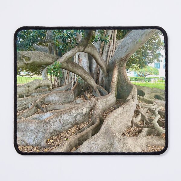 Item preview, Balboa Park Morton Bay Fig Tree San Diego designed and sold by Outside365.