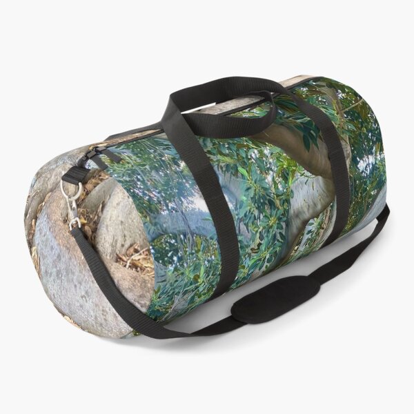 Item preview, Balboa Park Morton Bay Fig Tree San Diego designed and sold by Outside365.