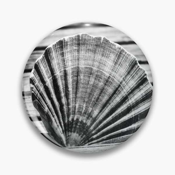 Item preview, Scallop Shell and Timber designed and sold by Dave Hare Photography.