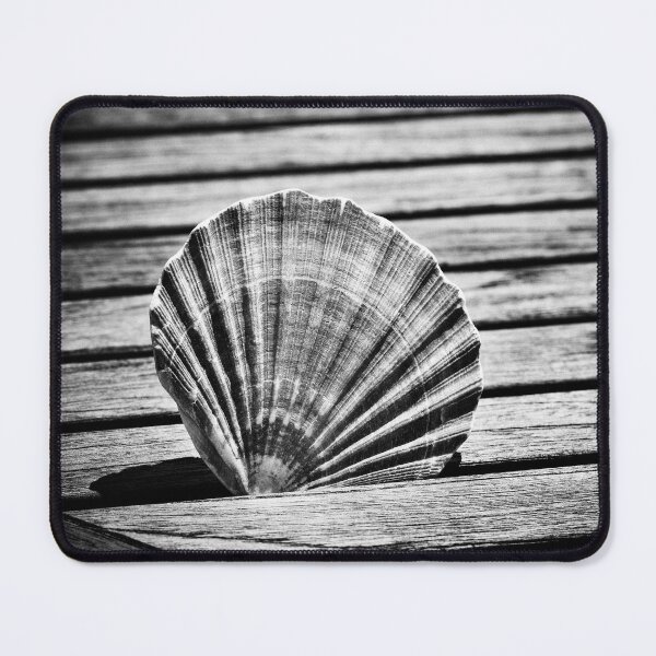 Item preview, Scallop Shell and Timber designed and sold by Dave Hare Photography.