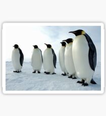 Lined up Emperor Penguins Sticker