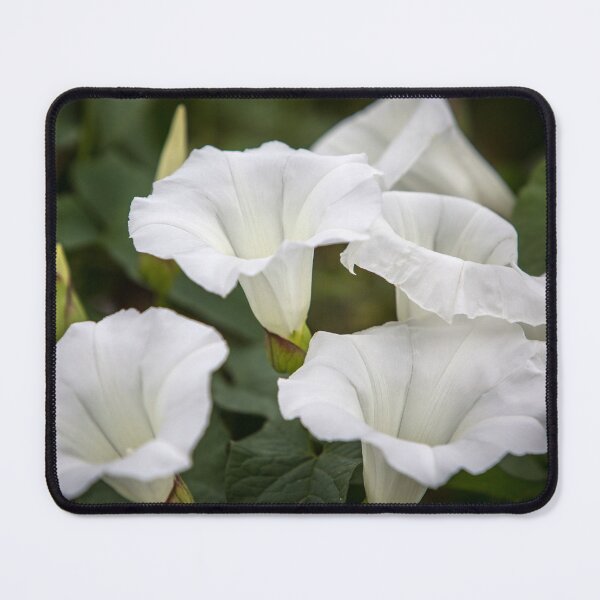 Item preview, White Bells designed and sold by Dave Hare Photography.