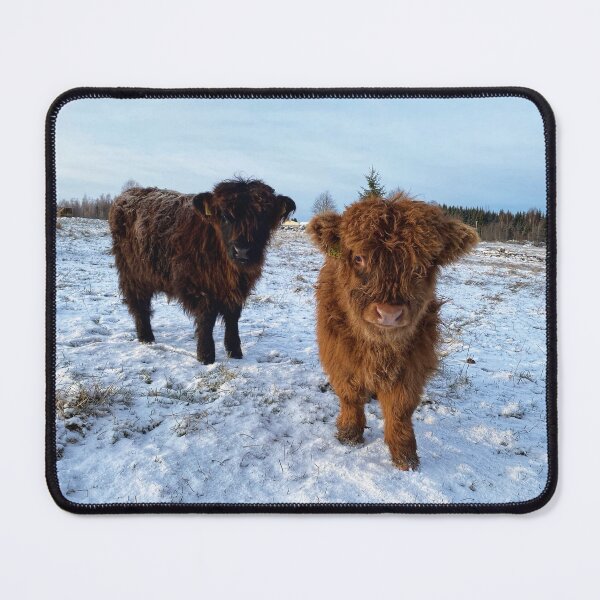 Item preview, Scottish Highland Cattle Calves 2629 designed and sold by SaarelaHighland.